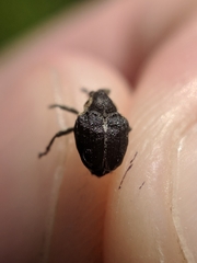 Mononychus vulpeculus