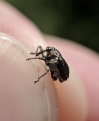 Mononychus vulpeculus