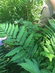 Dryopteris goldieana, photograph Étienne Lacroix-Carignan, CC0, iNaturalist via GBIF