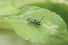 Dialictus