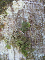 Specklinia
