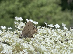 Satyrium