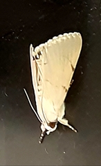 Litoprosopus coachella