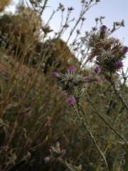 Carduus pycnocephalus
