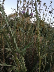 Carduus pycnocephalus