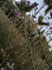 Carduus pycnocephalus