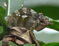 Kinyongia tavetana