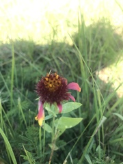Gaillardia aestivalis