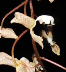 Gongora truncata