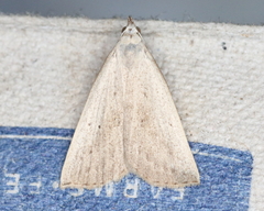 Macrochilo louisiana