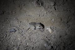 Perognathinae
