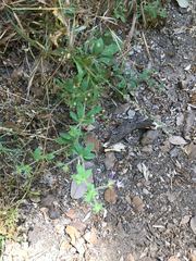 Allophyllum divaricatum