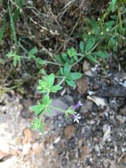 Allophyllum divaricatum