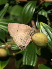 Parrhasius polibetes