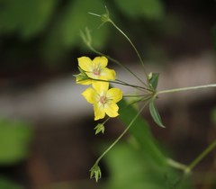 Lysimachia ciliata