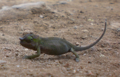 Kilimanjaro two-horned chamaeleon, Kinyongia tavetana