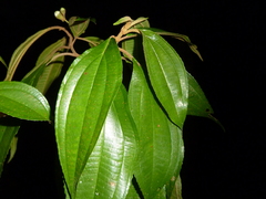 Miconia schlimii