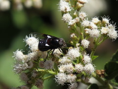 Copestylum mexicanum