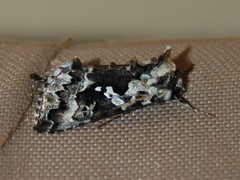 Syngrapha rectangula