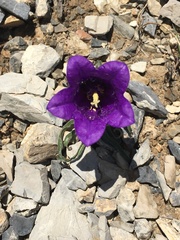 Campanula alpestris