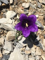 Campanula alpestris