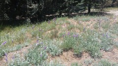 Lupinus excubitus austromontanus