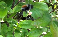 Bombus sylvicola