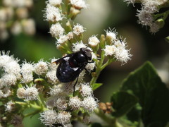 Copestylum mexicanum