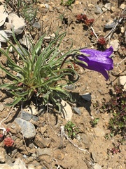 Campanula alpestris