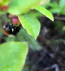 Bombus sylvicola