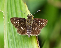 Dardarina daridaeus
