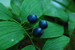 Polygonatum