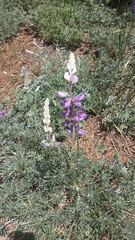 Lupinus excubitus austromontanus