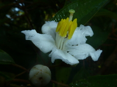 Miconia schlimii