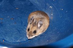 Peromyscus melanotis