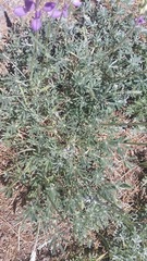 Lupinus excubitus austromontanus