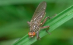 Scathophaga inquinata