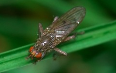 Scathophaga inquinata