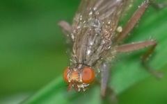 Scathophaga inquinata