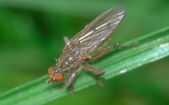 Scathophaga inquinata