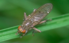 Scathophaga inquinata
