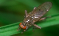 Scathophaga inquinata