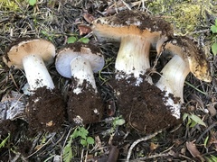 Cortinarius subolivascens