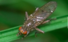 Scathophaga inquinata