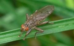 Scathophaga inquinata