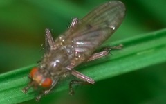 Scathophaga inquinata