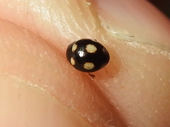 Hyperaspis troglodytes