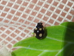 Hyperaspis troglodytes