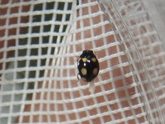 Hyperaspis troglodytes