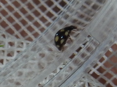 Hyperaspis troglodytes